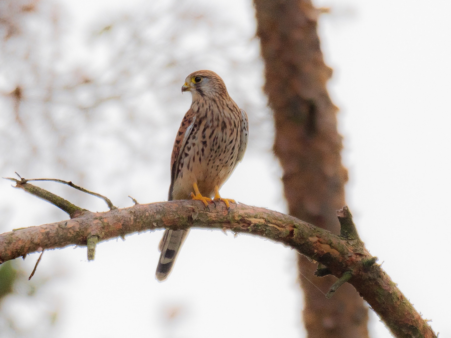 Turmfalke in der Abenddämmerung - nachträglich aufgehellt