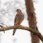 Turmfalke in der Abenddämmerung - nachträglich aufgehellt