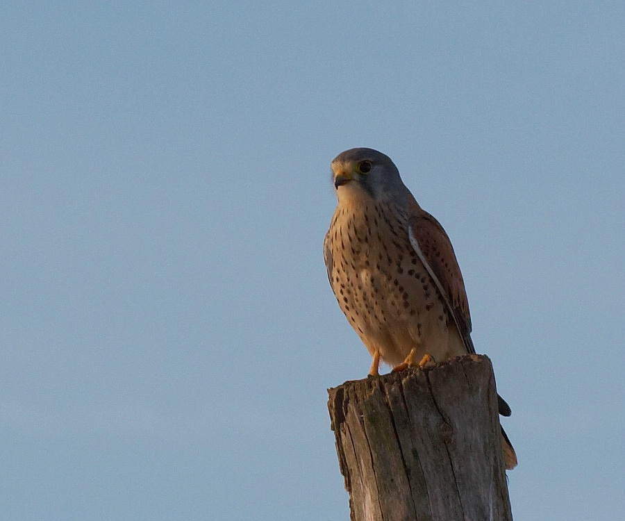 Turmfalke in der Abendsonne