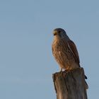 Turmfalke in der Abendsonne