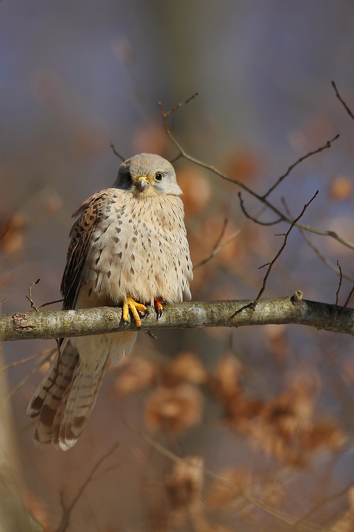 Turmfalke in der Buche