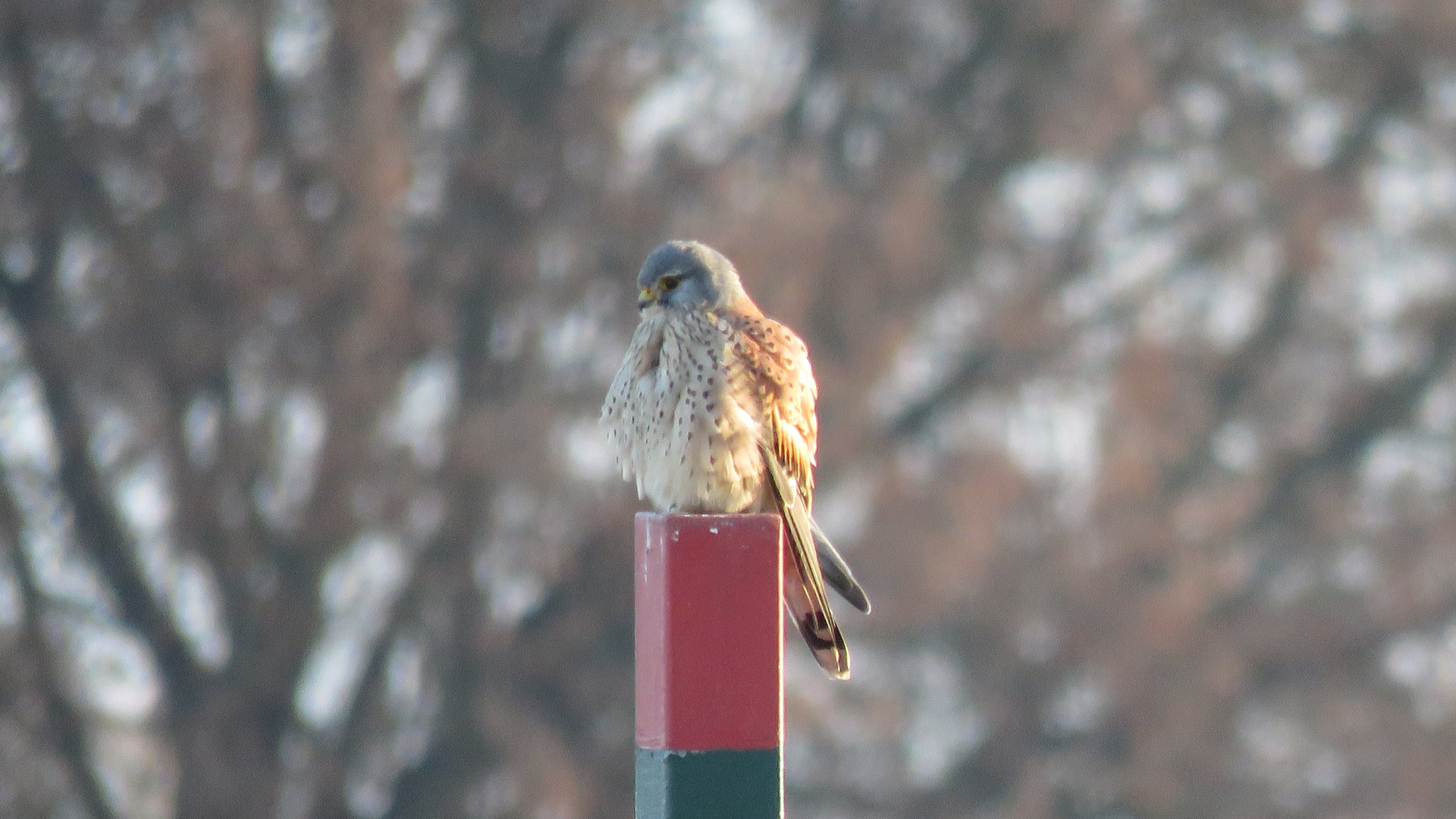 Turmfalke in der Elbaue...