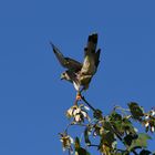 Turmfalke in der herbstlichen Mittagssonne