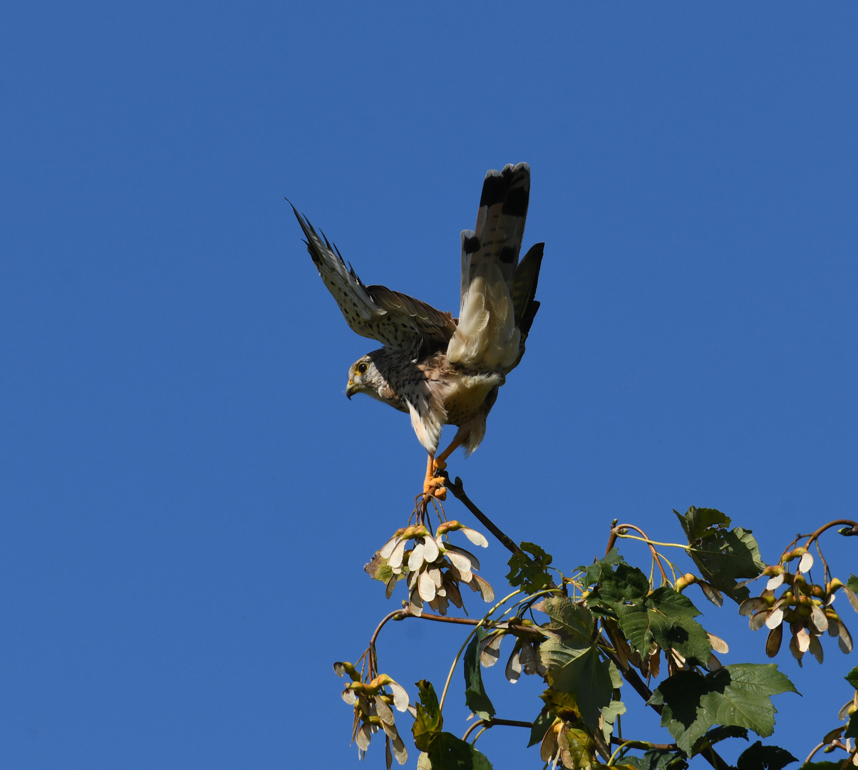 Turmfalke in der Mittagssonne im September