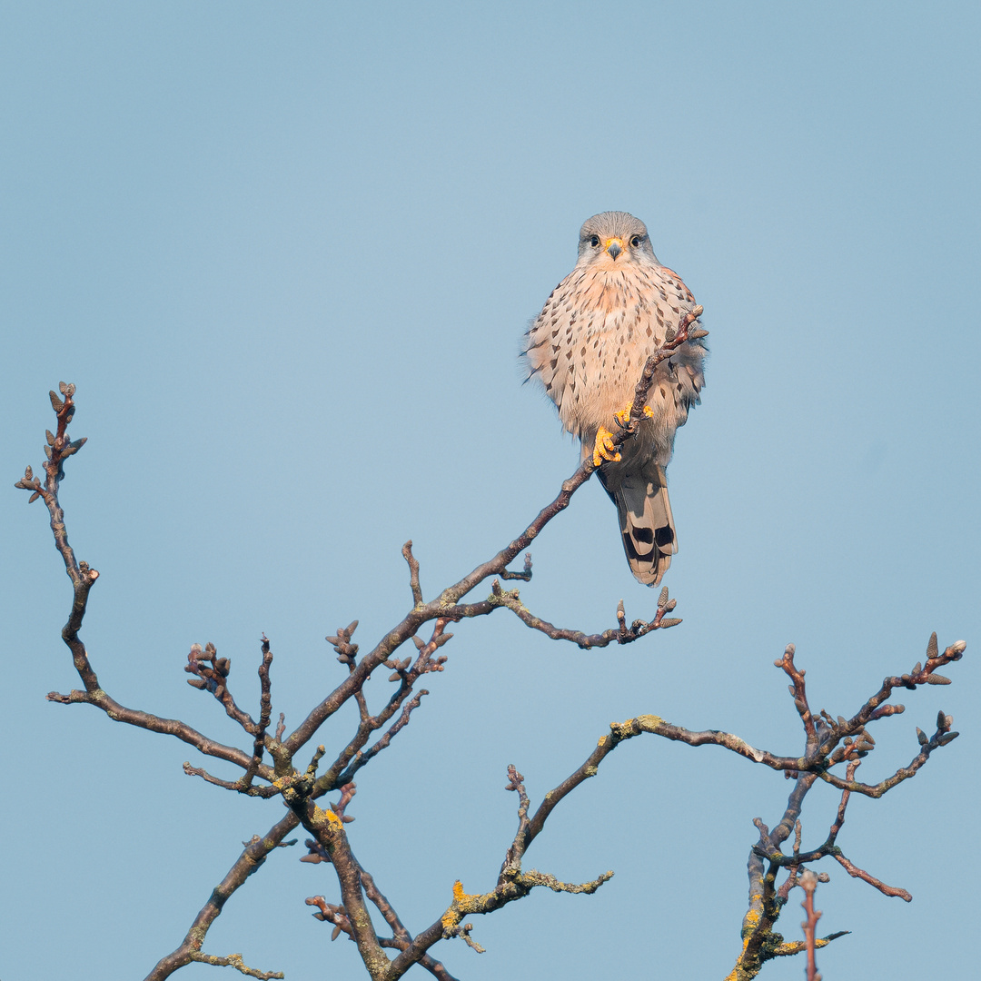 Turmfalke in der Morgensonne