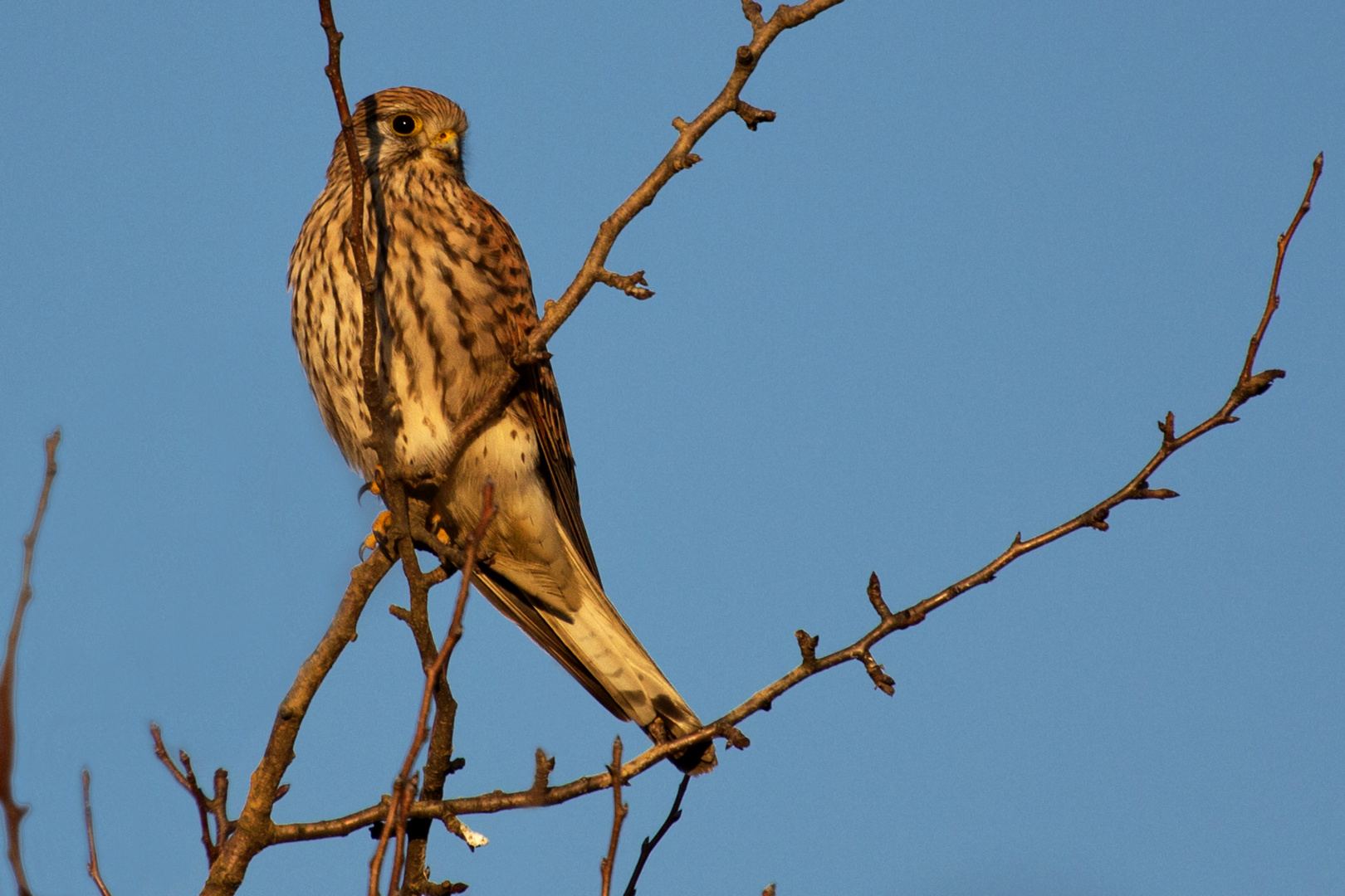 Turmfalke in der Nachmittagssonne (2)