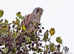  Turmfalke in der Schwarzerle