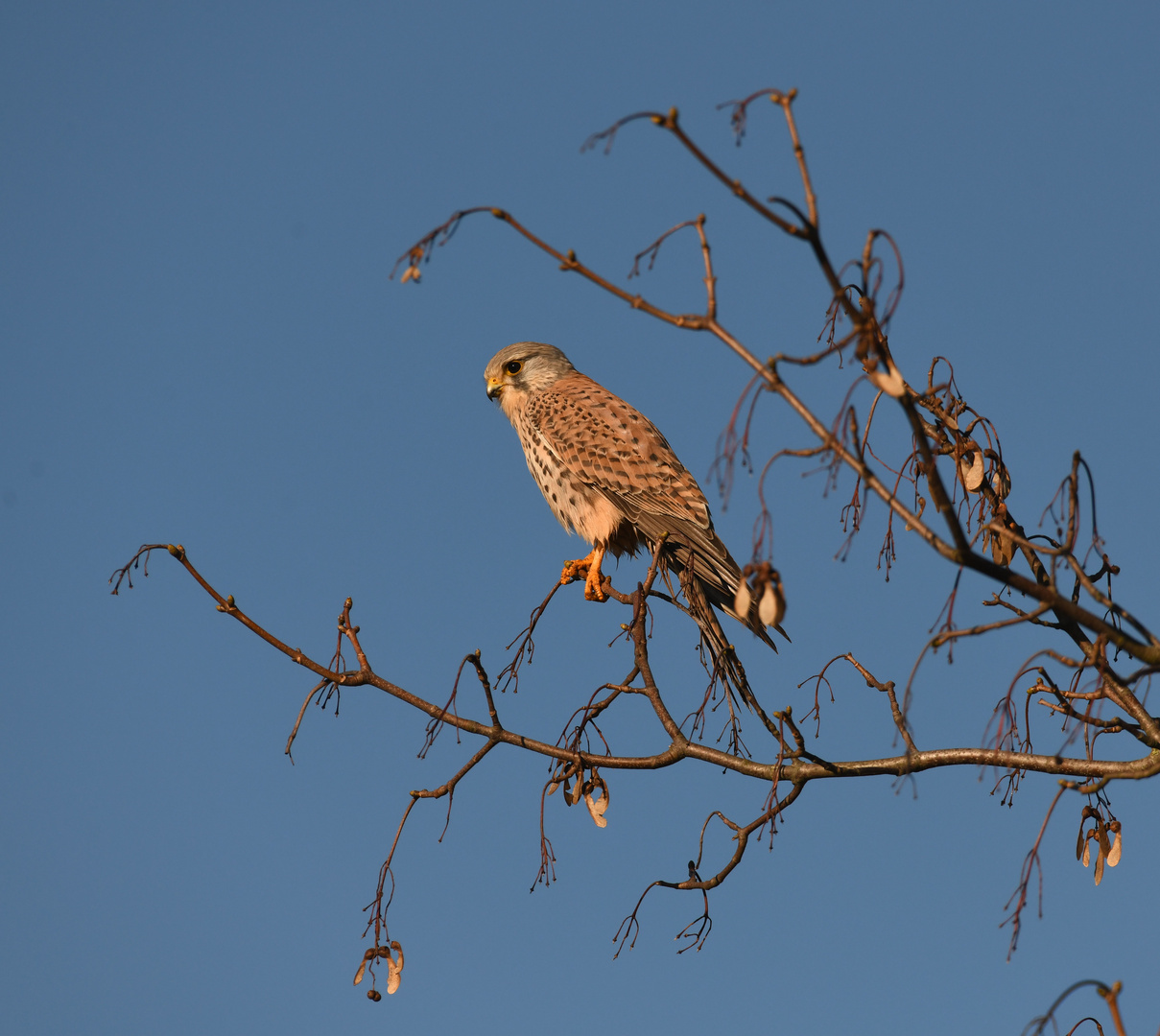 Turmfalke in der Wintersonne