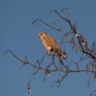 Turmfalke in der Wintersonne