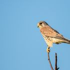 Turmfalke in Hessen