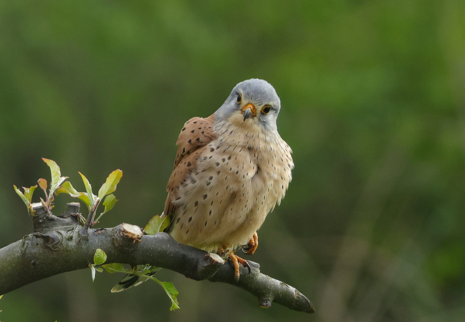 Turmfalke in Hirm