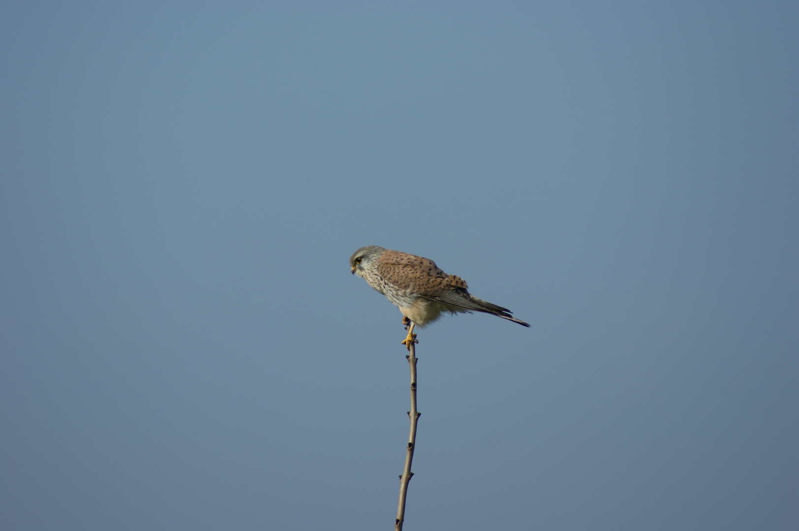 Turmfalke in Holland