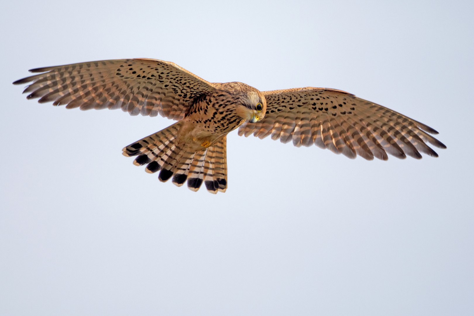 Turmfalke in Holland