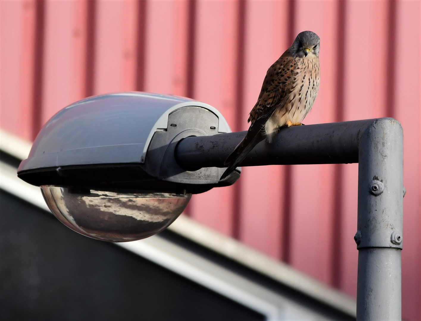 Turmfalke in Köln Zollstock