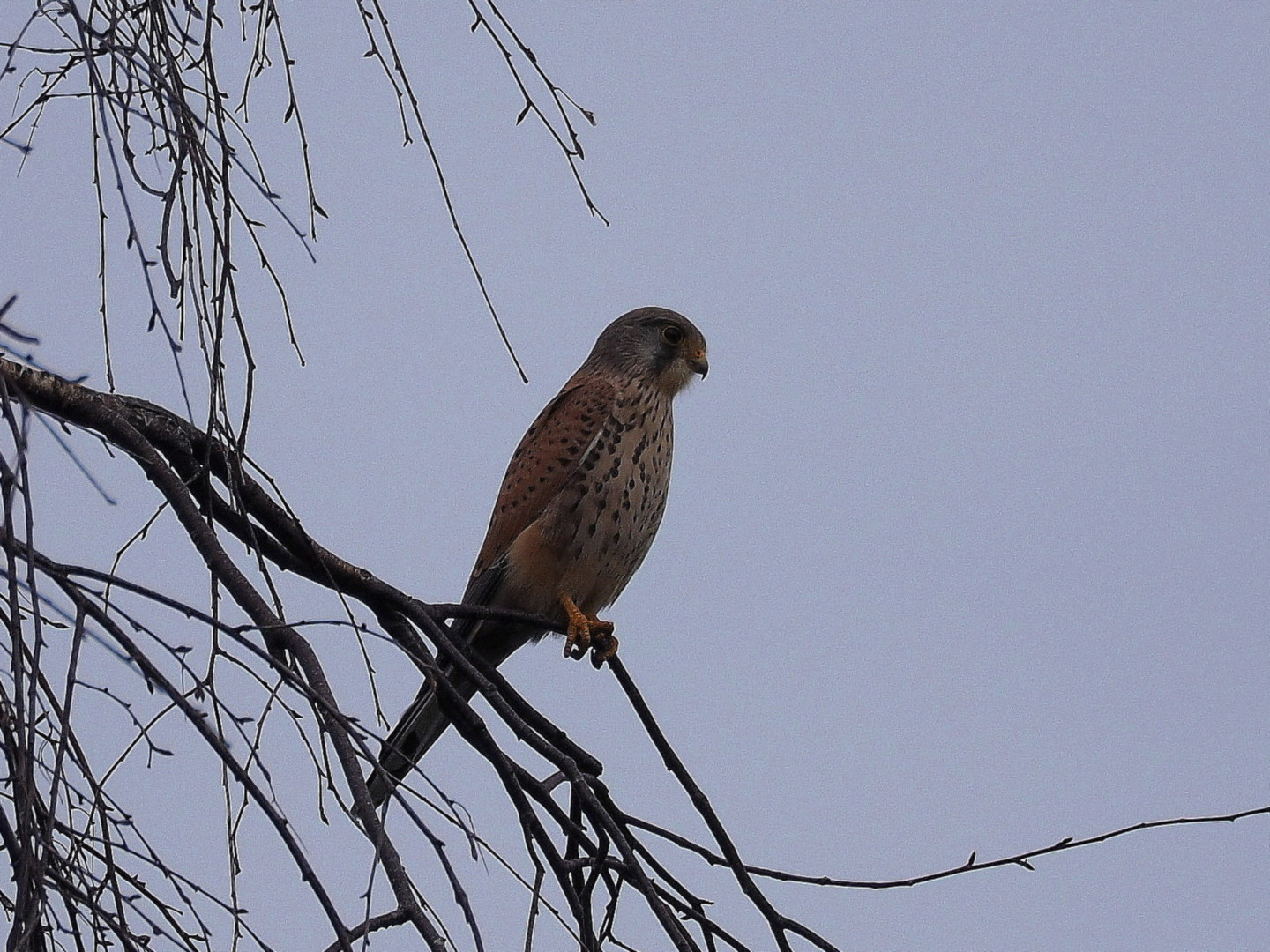 Turmfalke in Lauerstellung