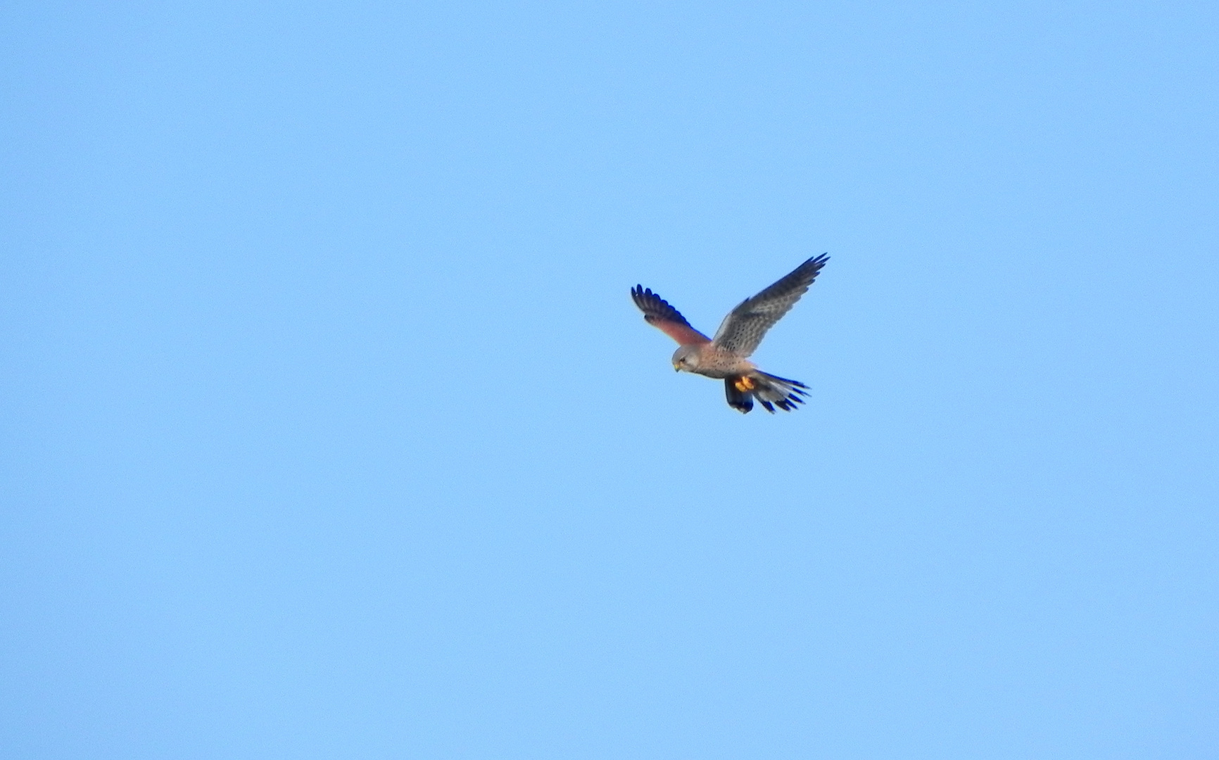 Turmfalke in NRW