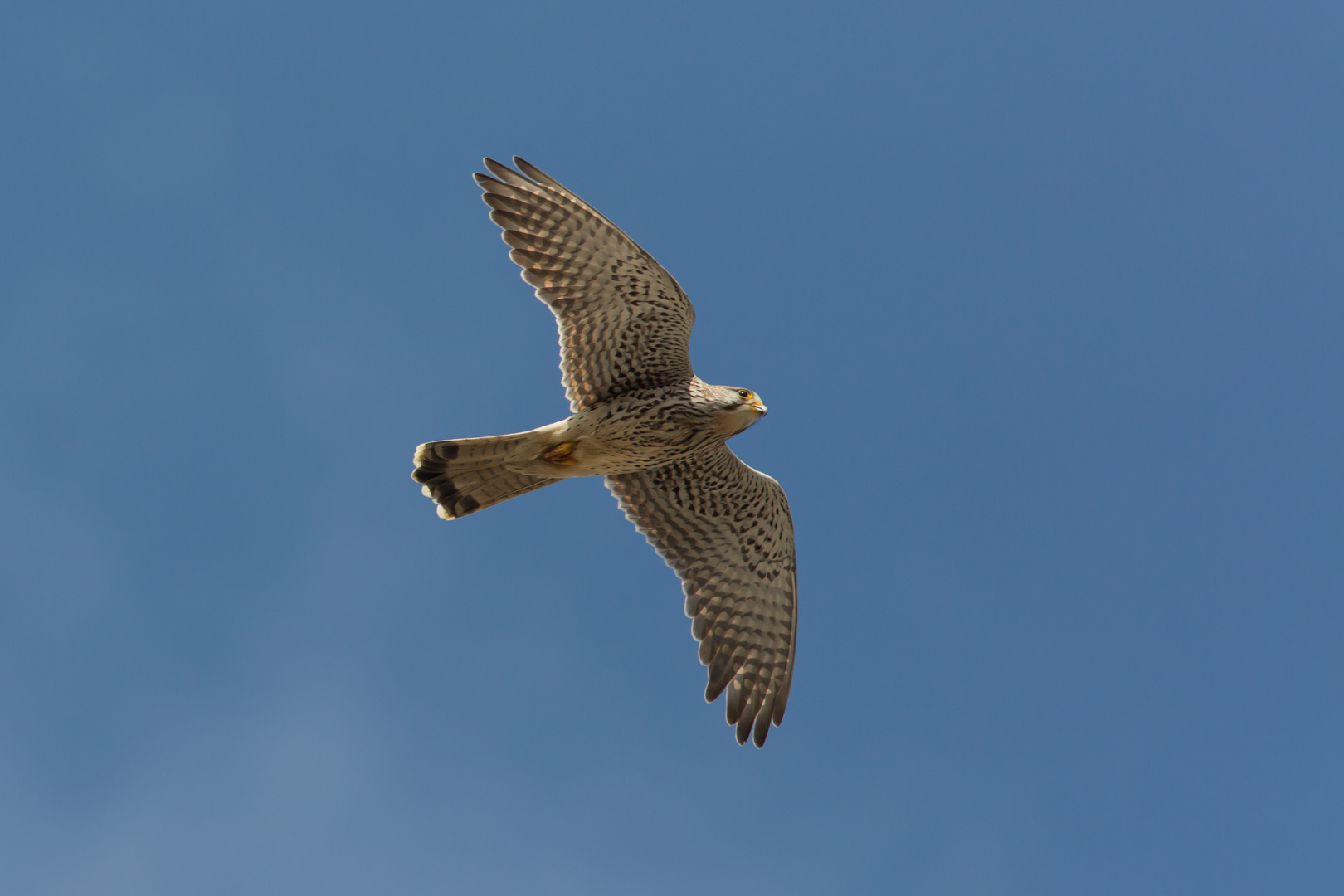 Turmfalke in Vilsheim