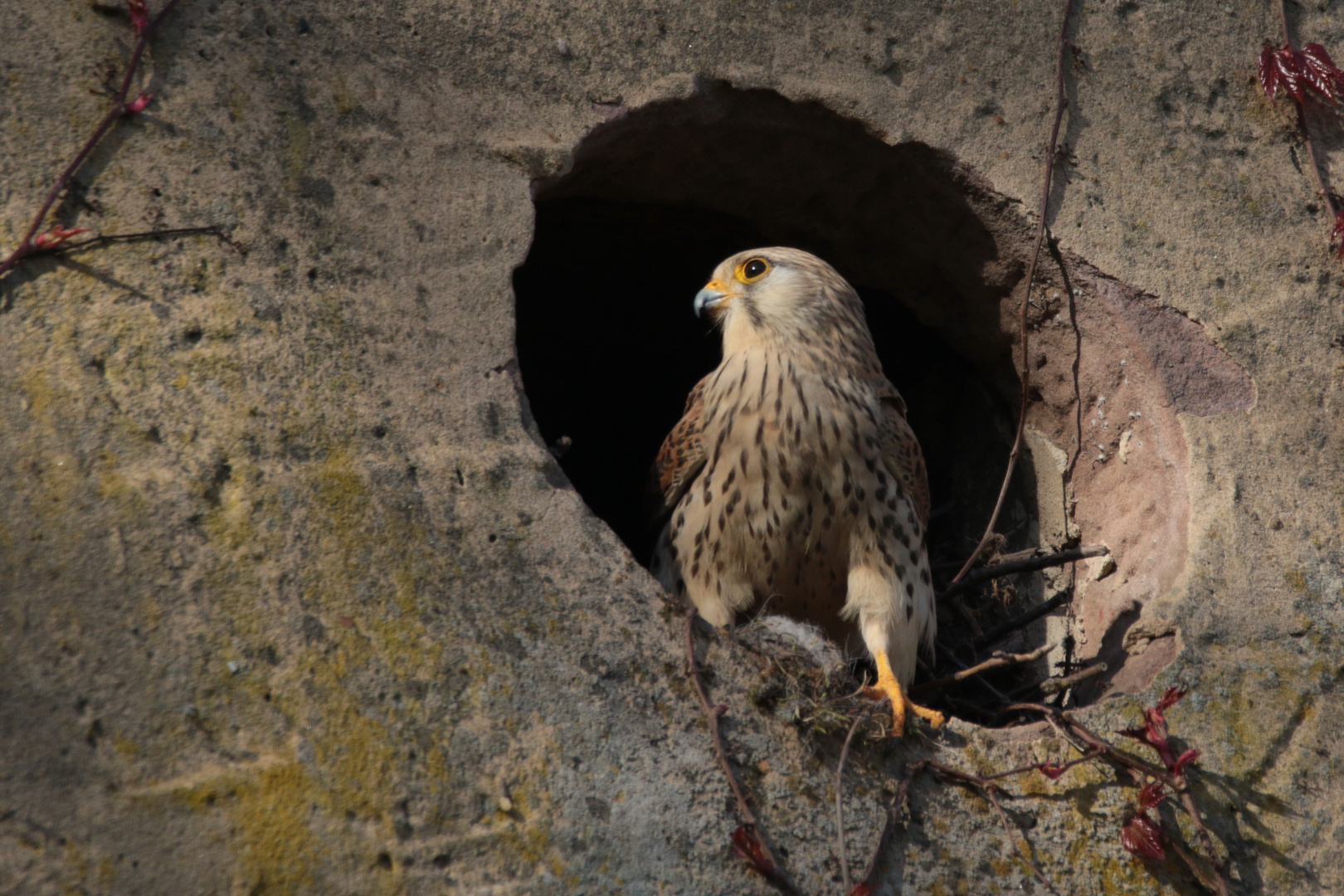 Turmfalke inspiziert Nistmöglichkeit IMG_3365