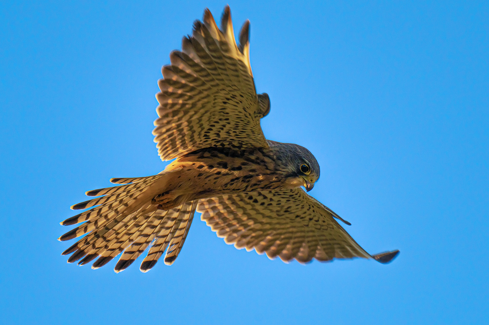 Turmfalke -Jagd in der Abendsonne