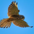 Turmfalke -Jagd in der Abendsonne