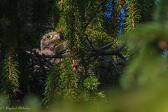 Turmfalke junges im Nest ...