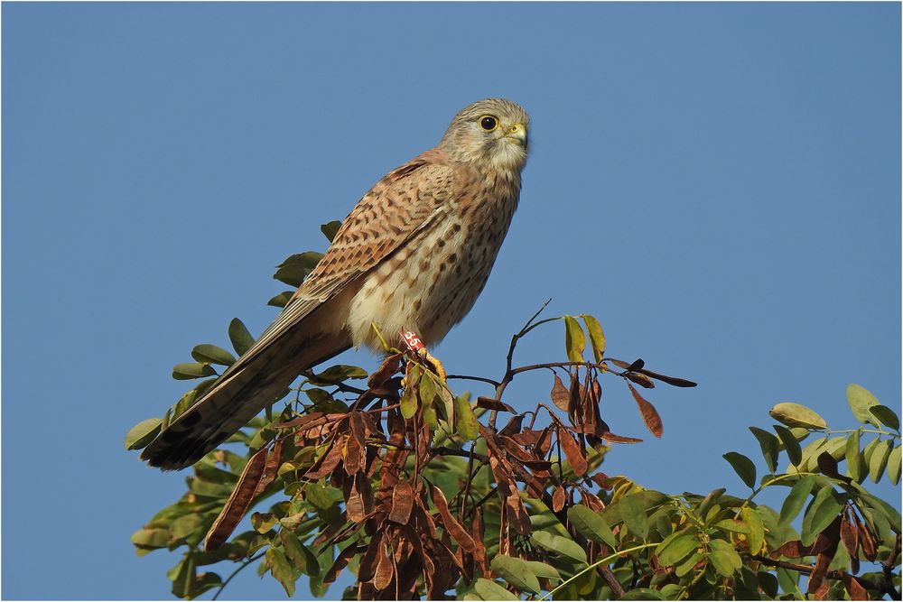 Turmfalke - junges Männchen