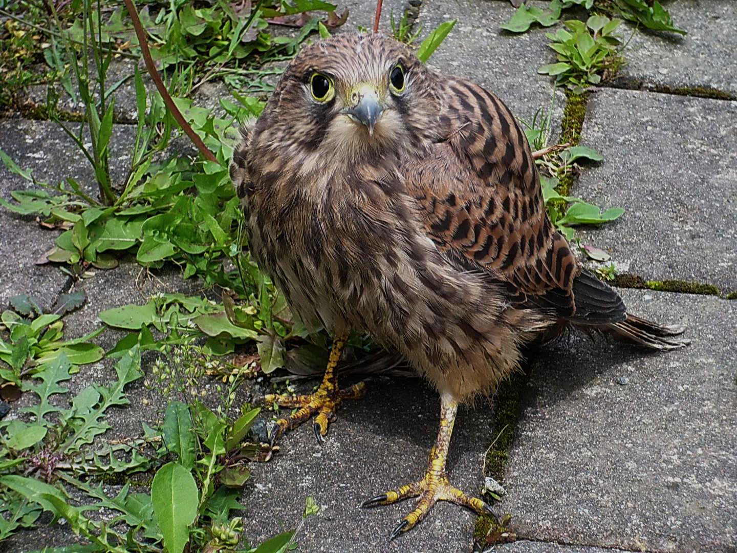 Turmfalke..-Jungvogel ....