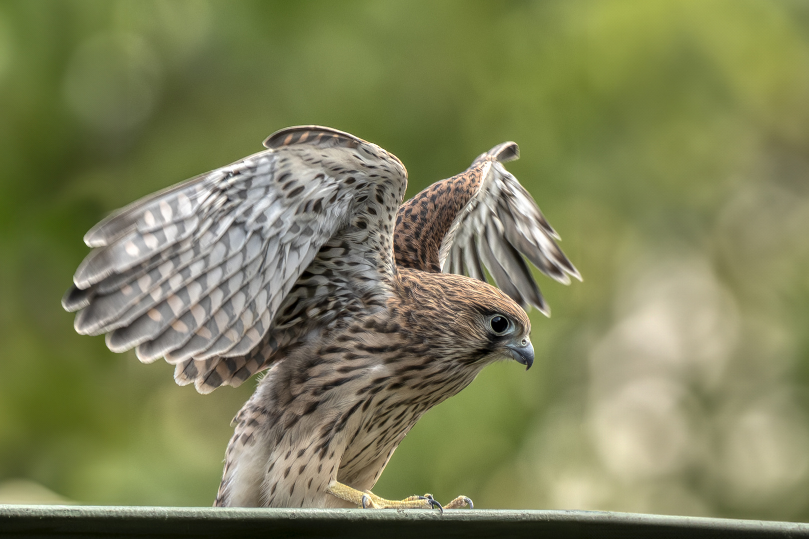 Turmfalke (Juvenil)  2