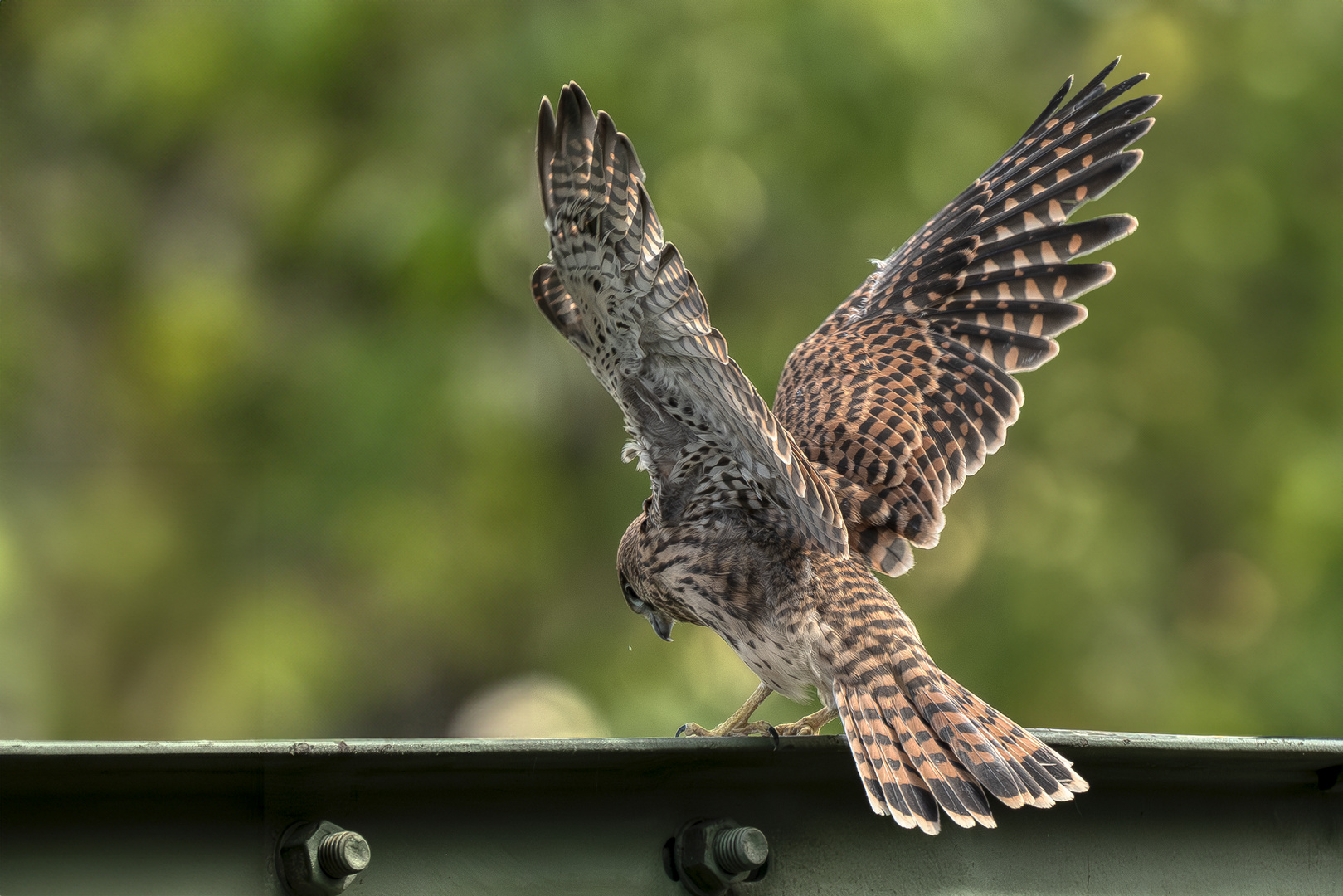 Turmfalke (Juvenil) 2