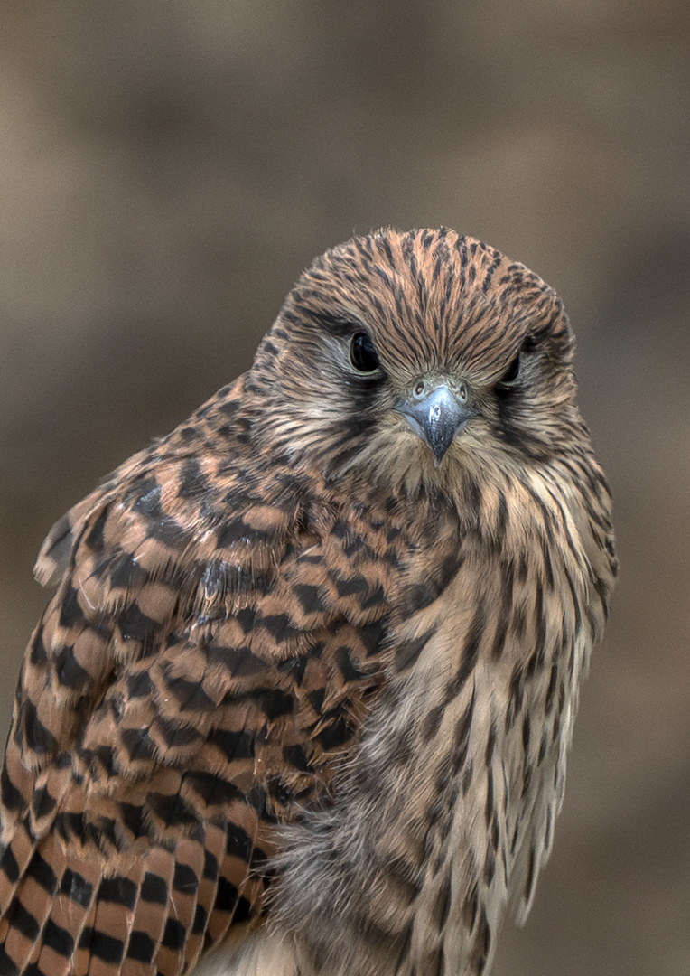 Turmfalke  (Juvenil)