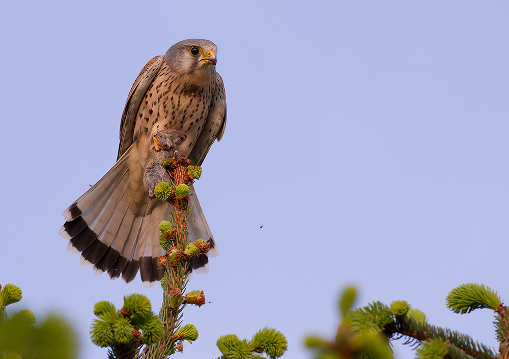 Turmfalke kehrt nach erfolgreicher Jagd zurück.