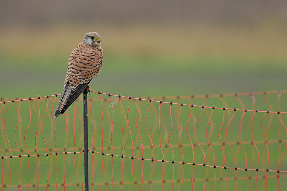 Turmfalke: Kein Hühnerdieb 01