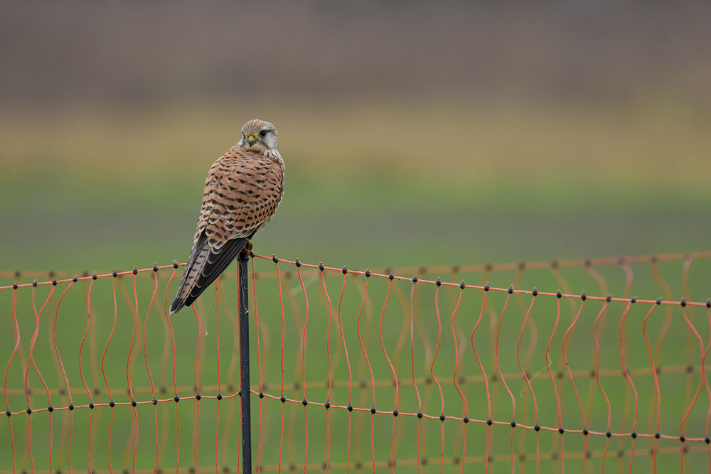 Turmfalke: Kein Hühnerdieb 02