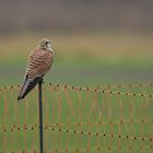 Turmfalke: Kein Hühnerdieb 02