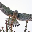 Turmfalke konzentriert sich auf die Punktlandung