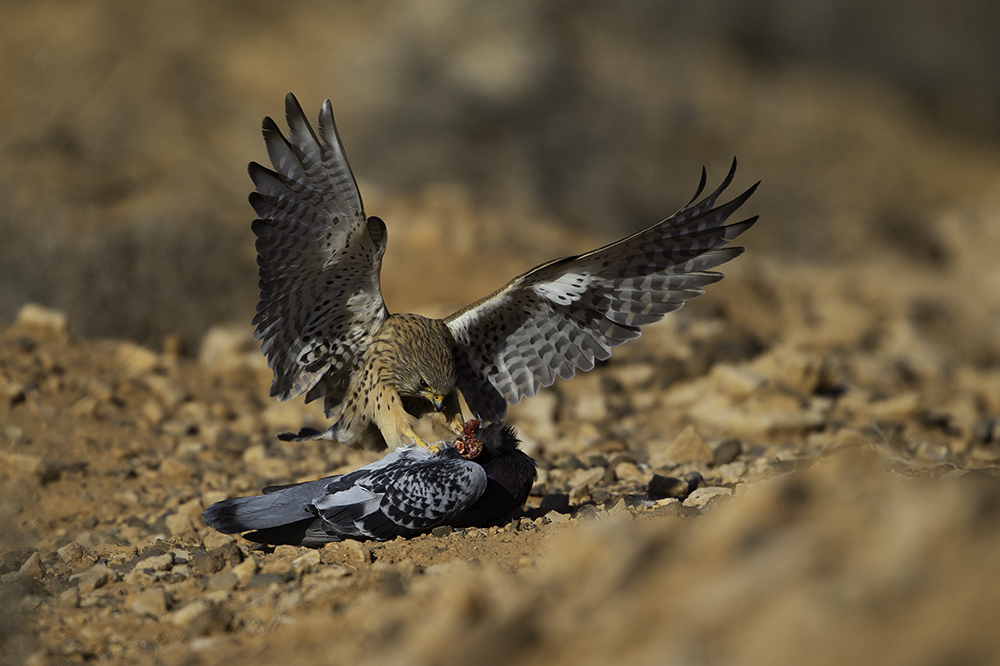 Turmfalke kröpft an verendeter Felsentaube, Fuerteventura