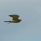 Turmfalke lugt nach oben, um gegen Elstern zu sichern