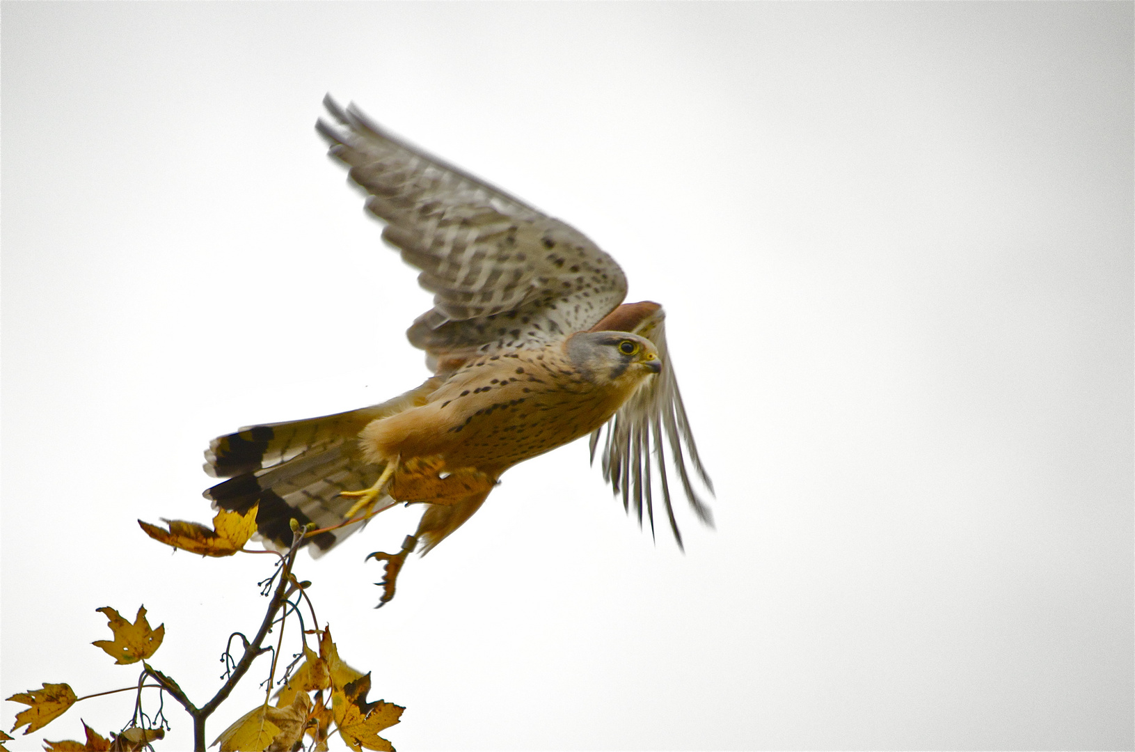 Turmfalke (m) beim Start