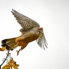 Turmfalke (m) beim Start