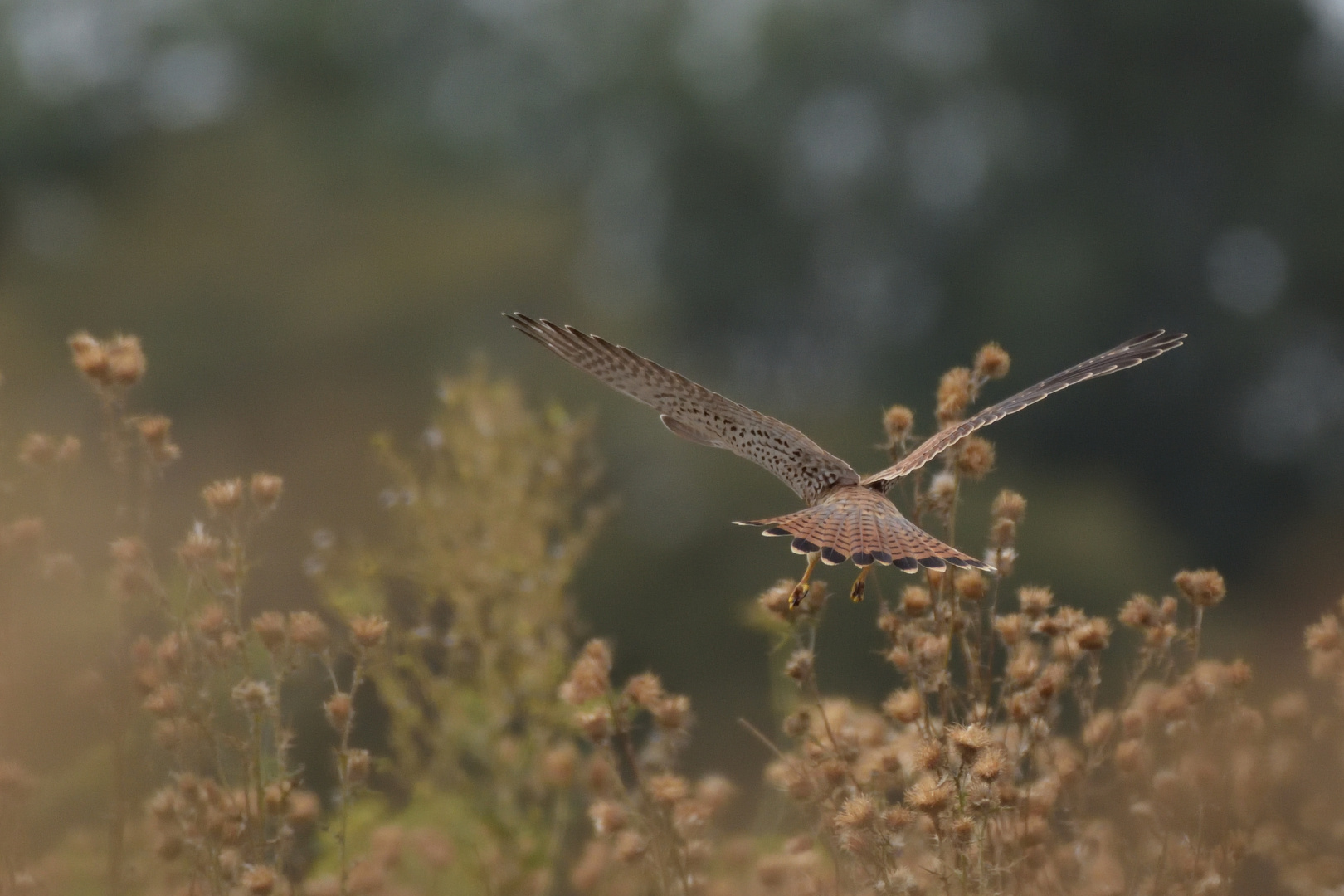 Turmfalke m im Landeanflug