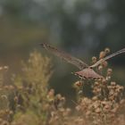 Turmfalke m im Landeanflug