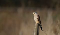 Turmfalke (m) in der Morgensonne