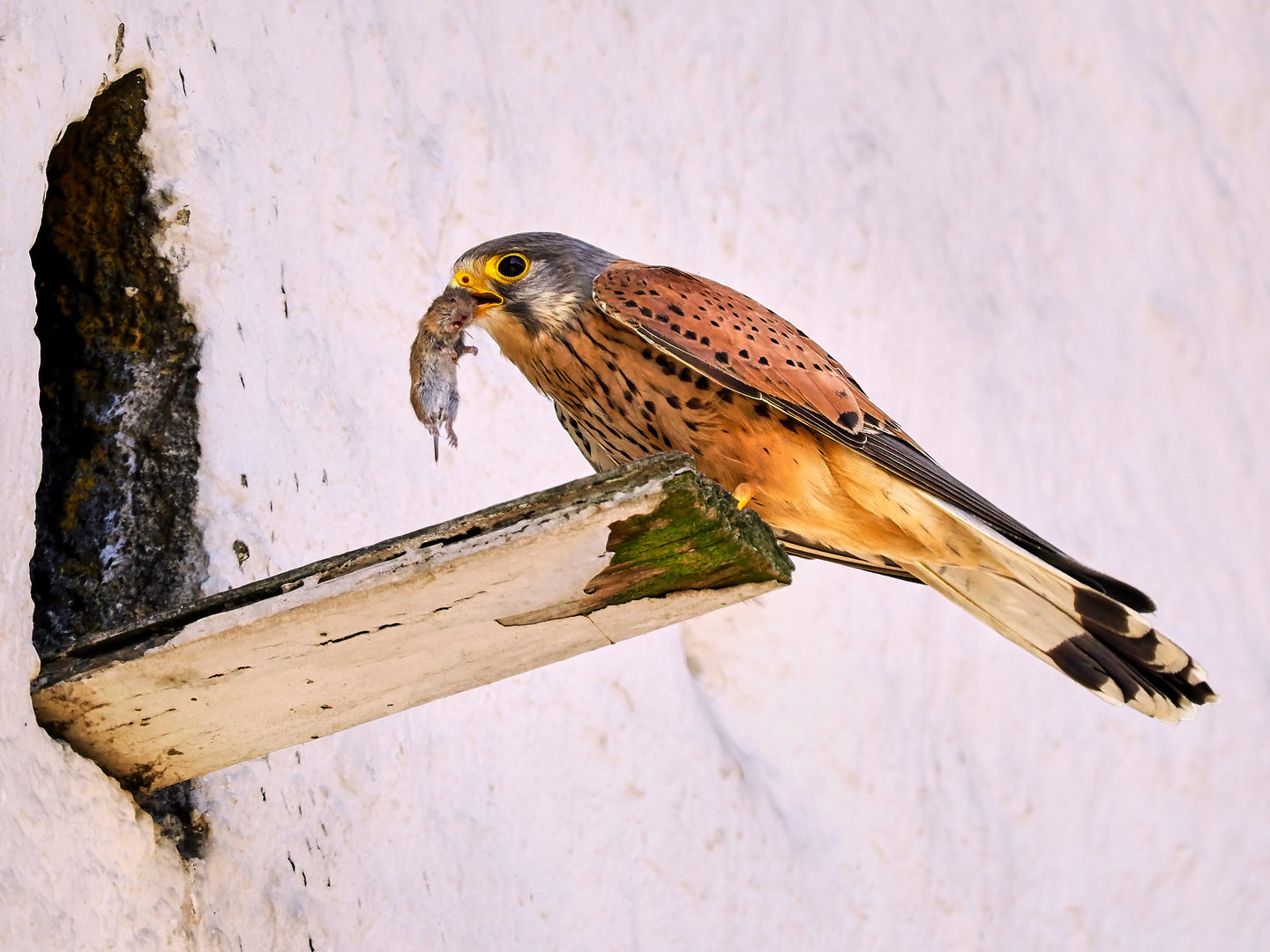 Turmfalke (m) mit Beute 