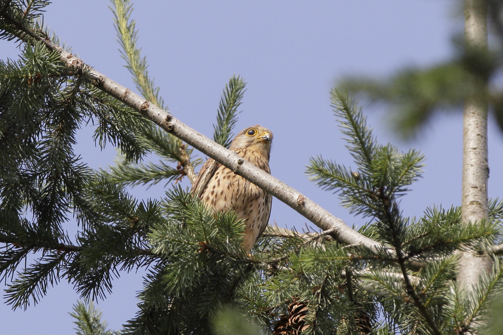 Turmfalke macht Ausschau nach der nächsten Beute