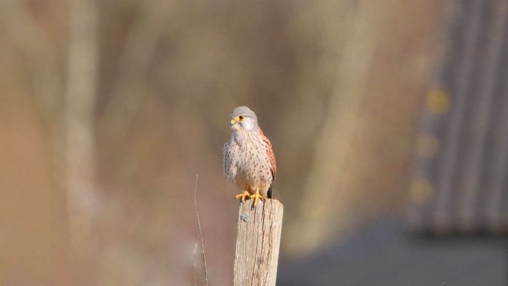 Turmfalke macht eine Pause