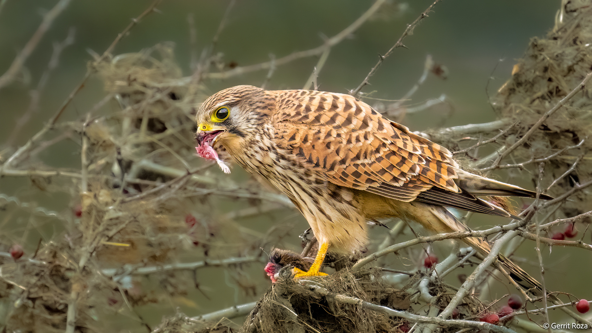 Turmfalke macht Jagd auf seine Beute