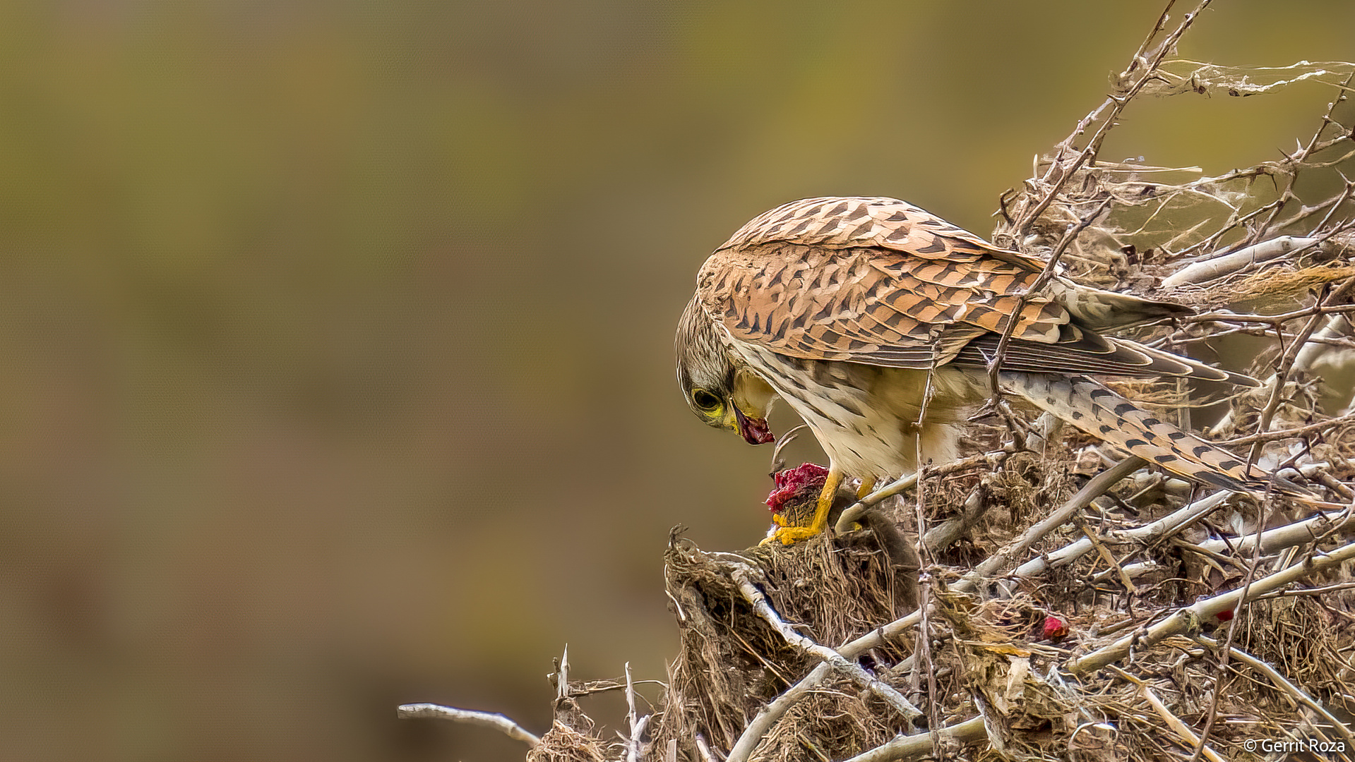 Turmfalke macht Jagd auf seine Beute