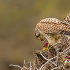 Turmfalke macht Jagd auf seine Beute