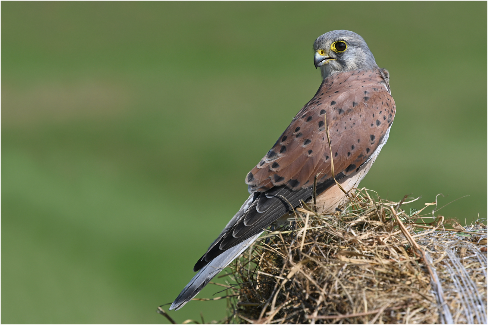 Turmfalke - Männchen