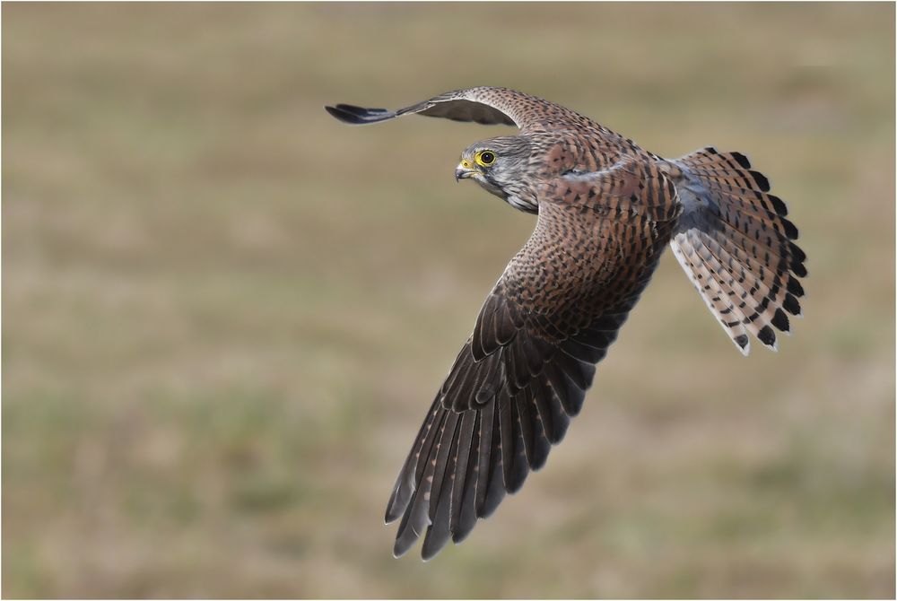 Turmfalke - Männchen